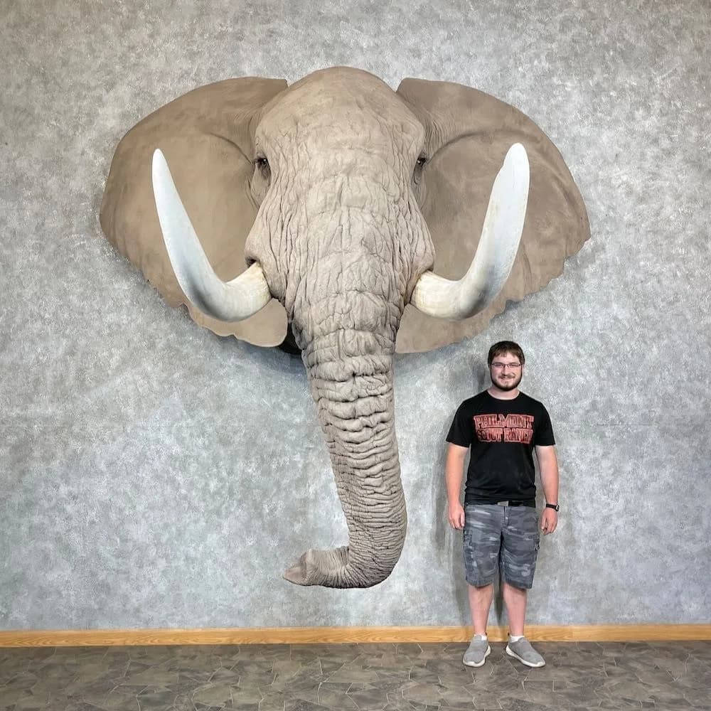 African Elephant Replica Taxidermy Shoulder Mount for Sale .