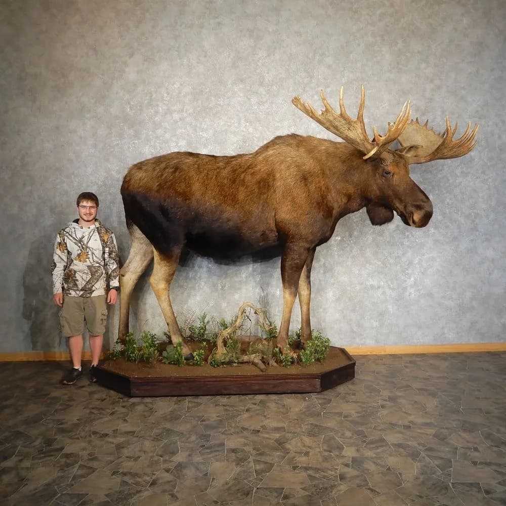 Alaskan Yukon Moose Life‑Size Taxidermy Mount for Sale