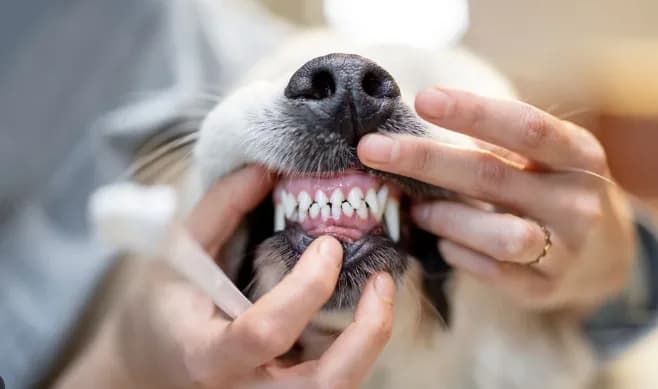 Veterinary Dental Care for Healthy Smiles