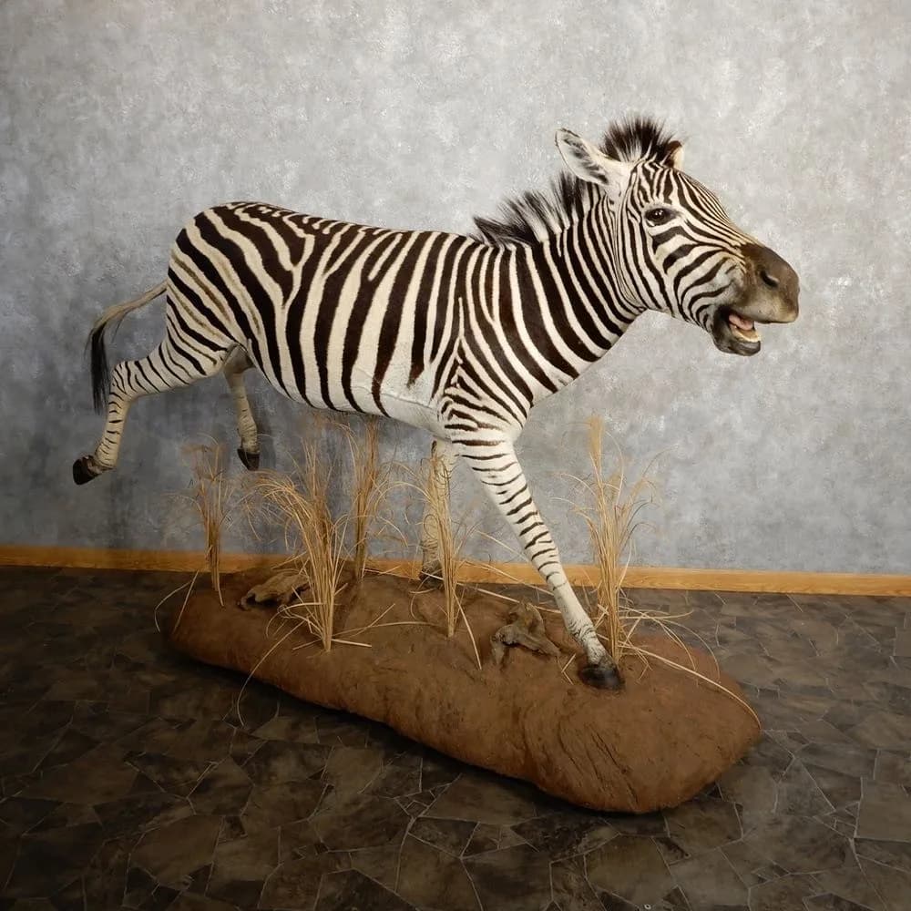 African Zebra Life‑Size Taxidermy Mount for Sale .