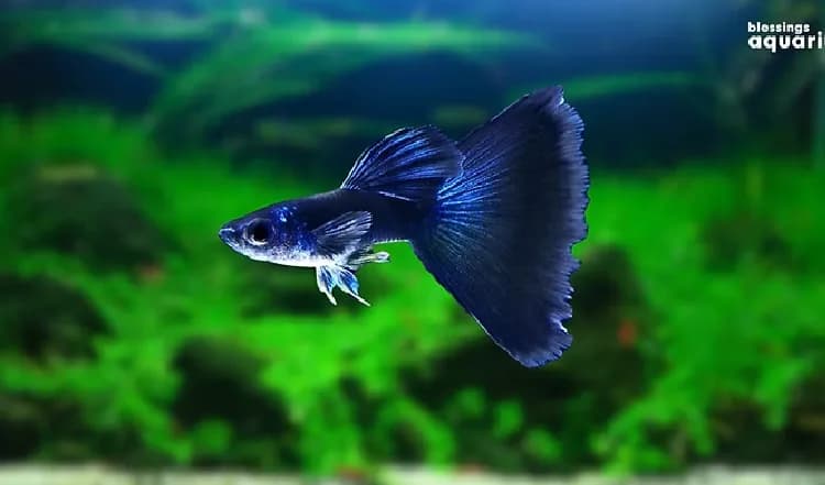 Best Aquarium Shop in Pune – Blessings Aquarium