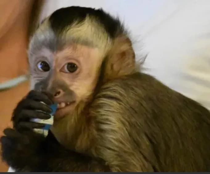 Kylo Capuchin Monkey Pet