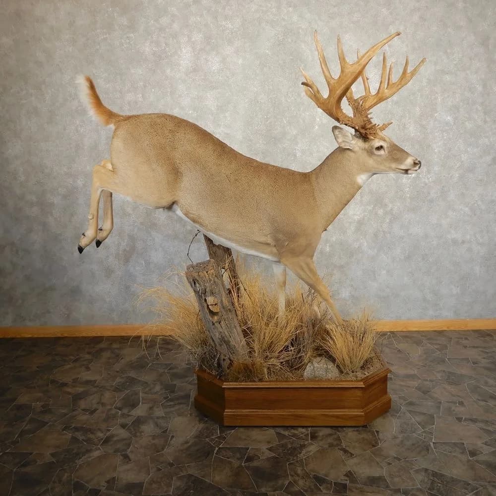 Whitetail Deer Life‑Size Taxidermy Mount for Sale .