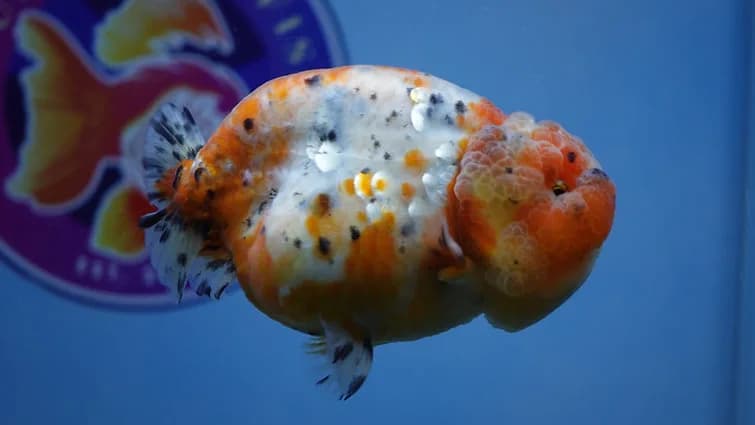 Buy gold fish online USA