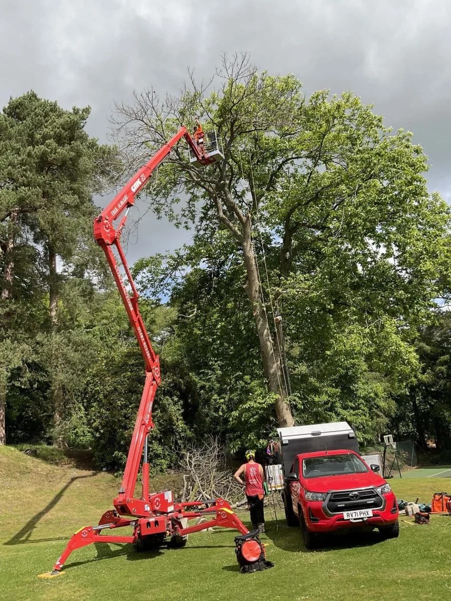 Transform Your Garden: Expert Tree Surgeons in Surrey