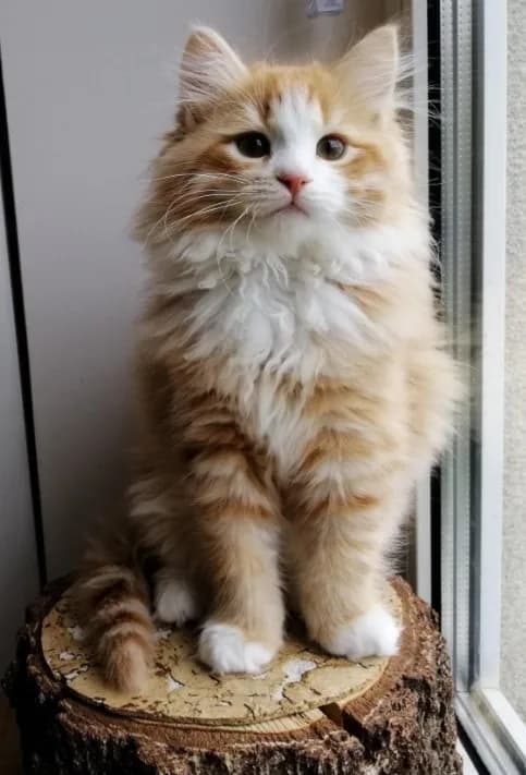  Meet Kiki! Siberian Kitten.