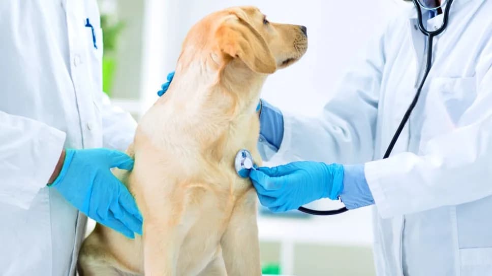 24 Hour Animal Hospital in Vancouver for Emergency Pet Care