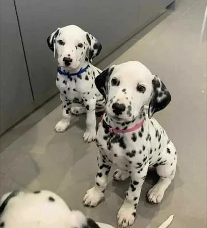 Nice and Healthy Great dane Puppies Available