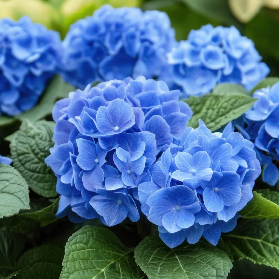 Nikko Blue Hydrangea Flowering Shrub for Beautiful Home Gardens