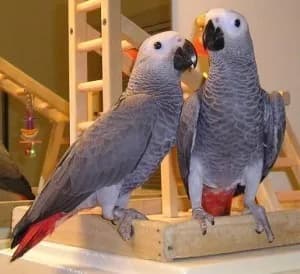 Lovely African Grey Parrots for sale