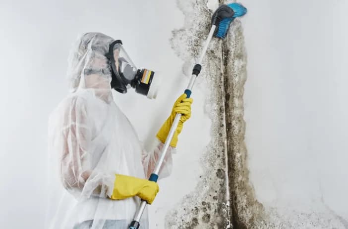What Services Do Certified Mold Specialists in Los Feliz, CA Provide?