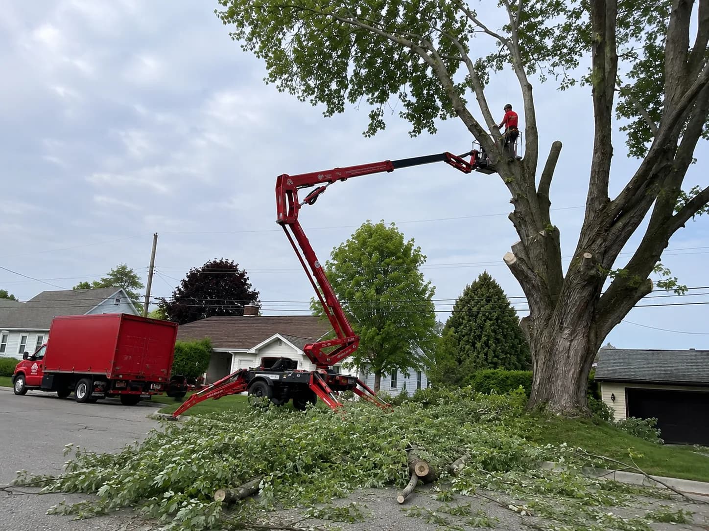 Professional Tree Service in Buffalo, NY – Branch Specialists