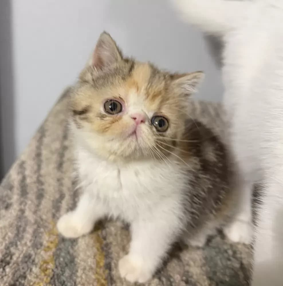 Buy Female Exotic Shorthair Kitten in Palm Coast, FL | #662387