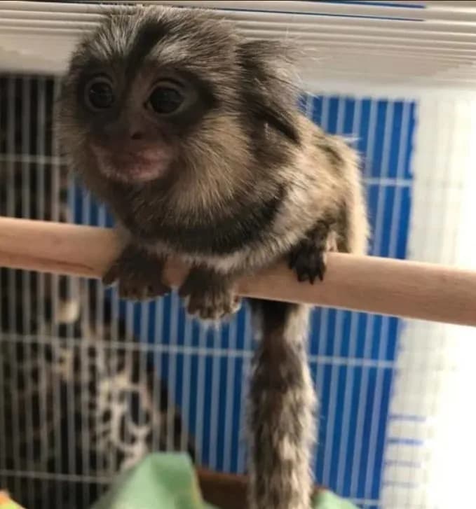 BUY MARMOSET MONKEY MILO FOR SALE