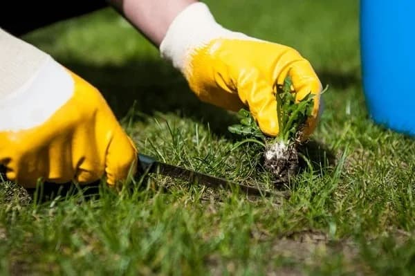 Weeding Services Sunshine Coast