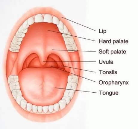 Best Oral Cancer Specialist in Noida – Expert Care | Cancer Consult