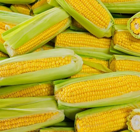 Hybrid Seeds for High-Yield | Iris Seeds