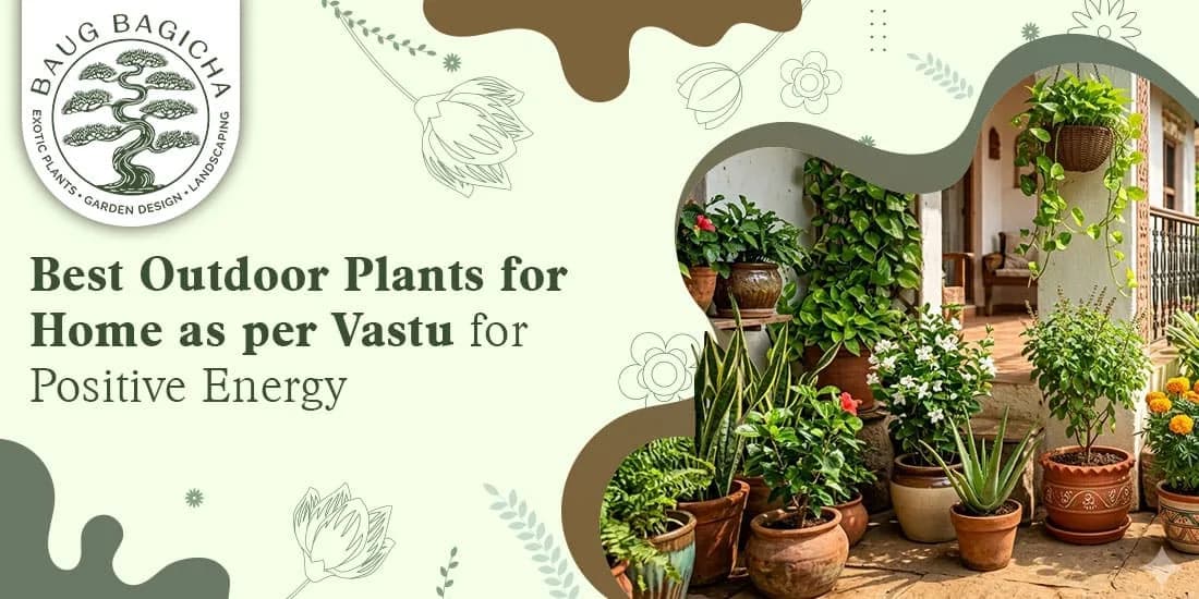 Vastu Approved Indoor Plants for Home | baugbagicha