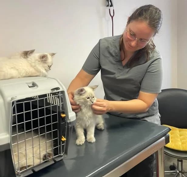 Siberian Kitten Breeders – Health Guarantee