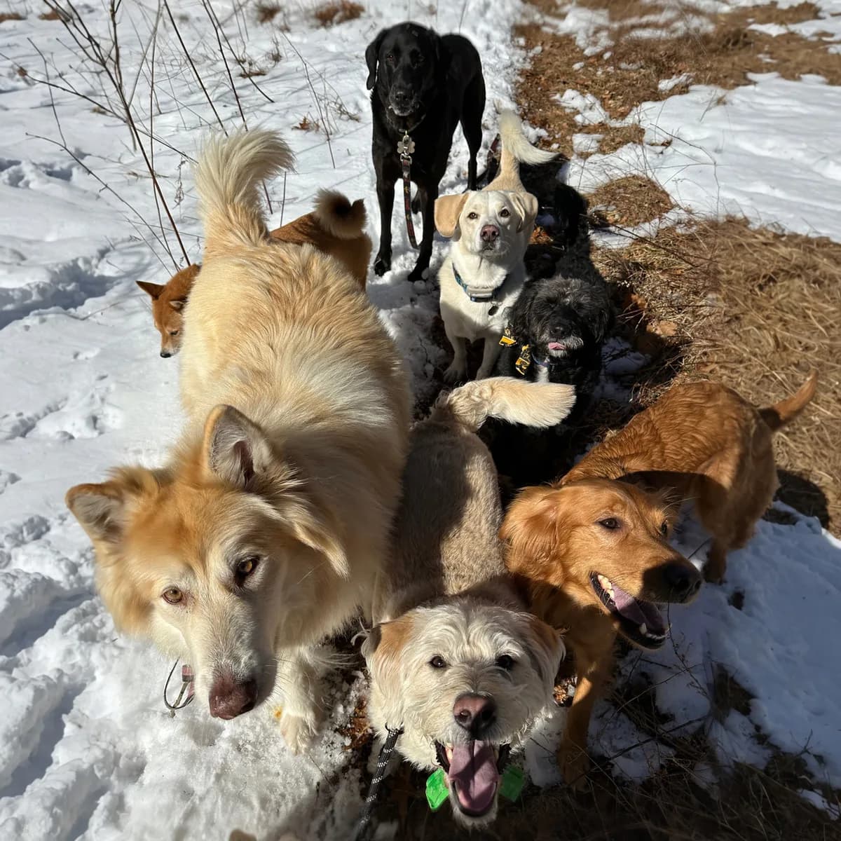 In-home Dog Boarding Westchester County