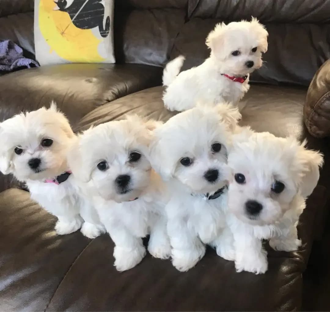 Nice and Healthy Maltese Puppies Available