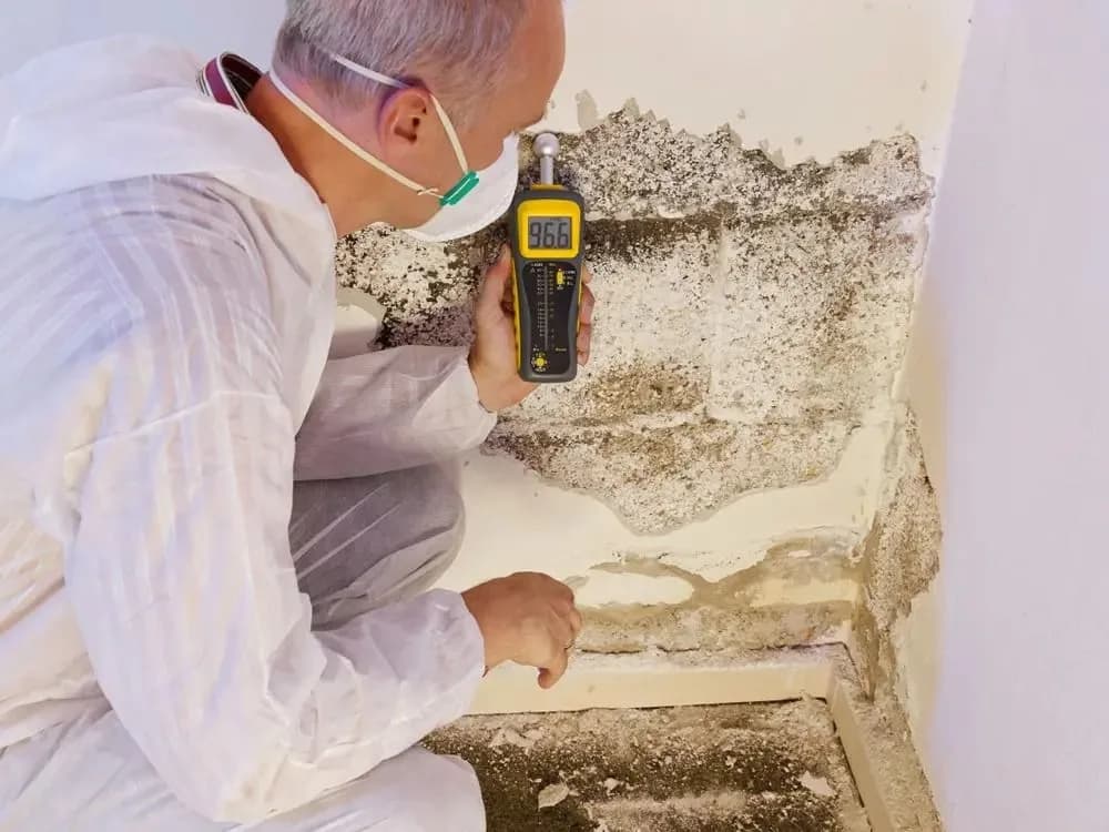  Find Hidden Mold and Moisture Problems Mold Detection in Home