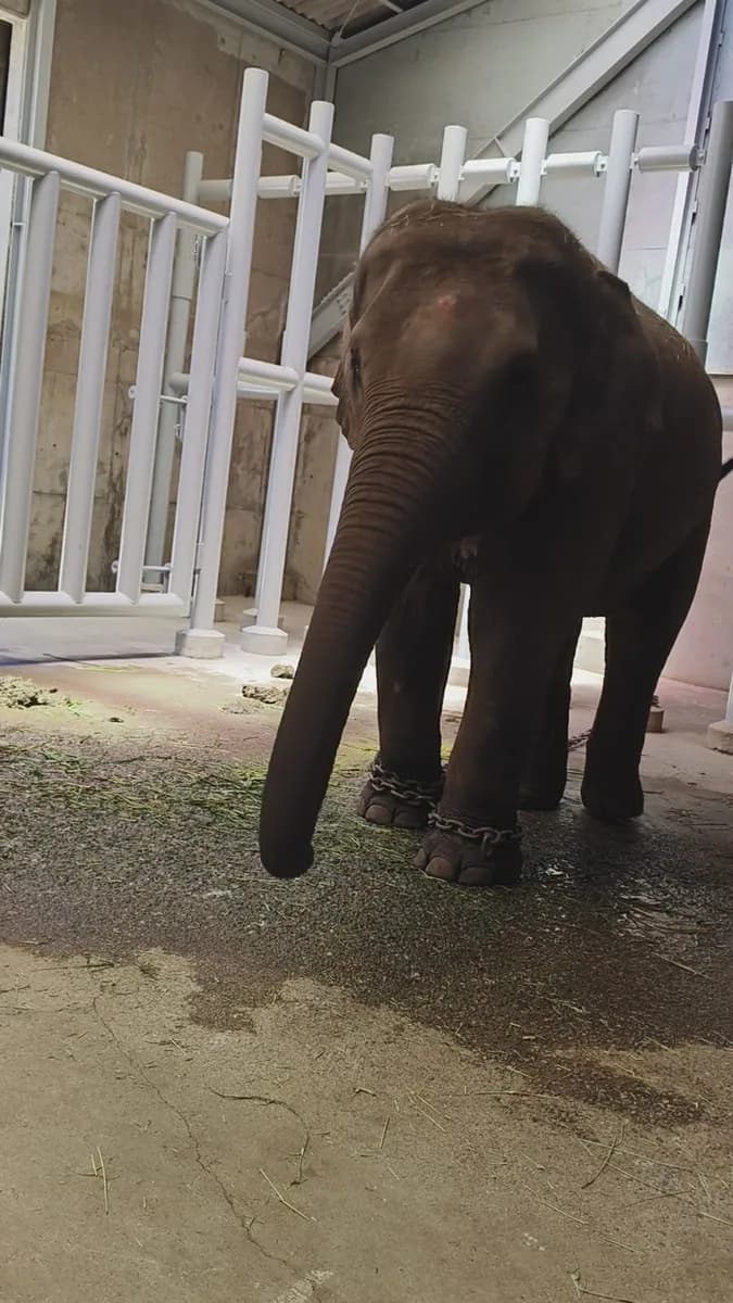 Animal Supply and Collection in Thailand