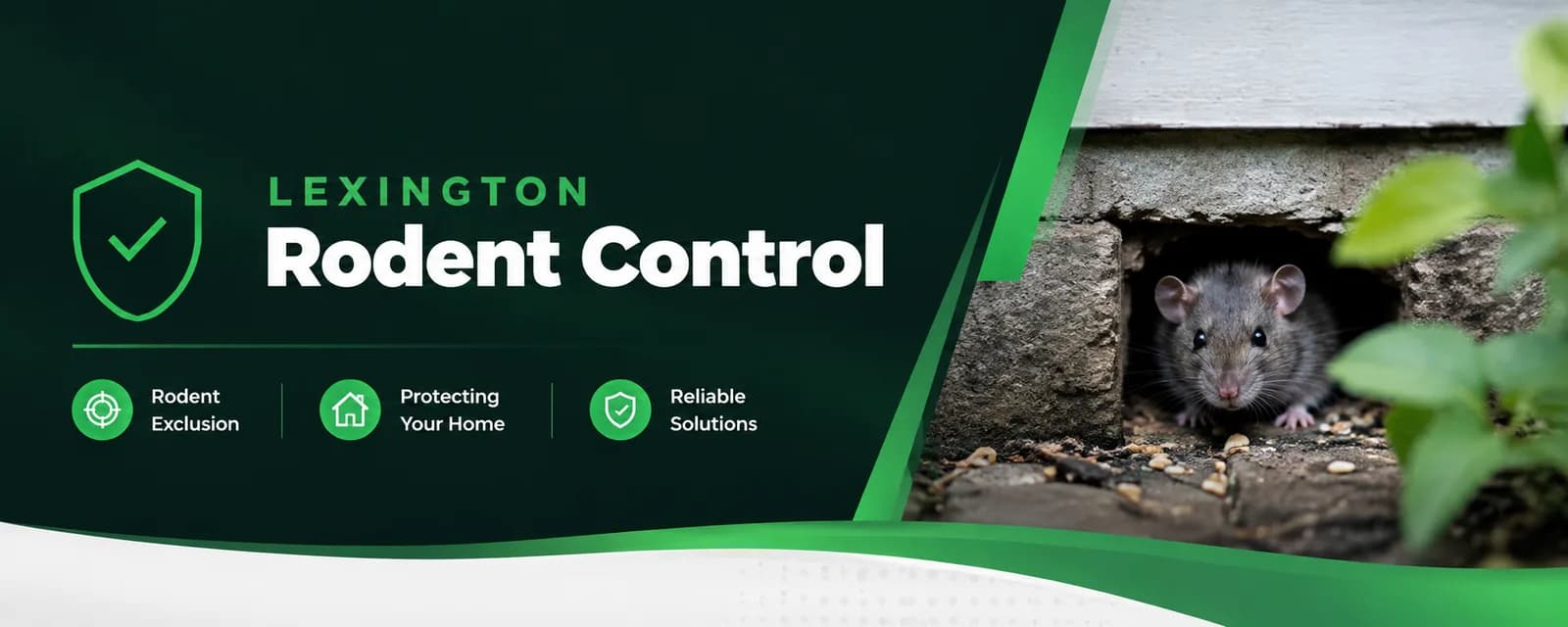 Pest Control Services in Lexington, Ky