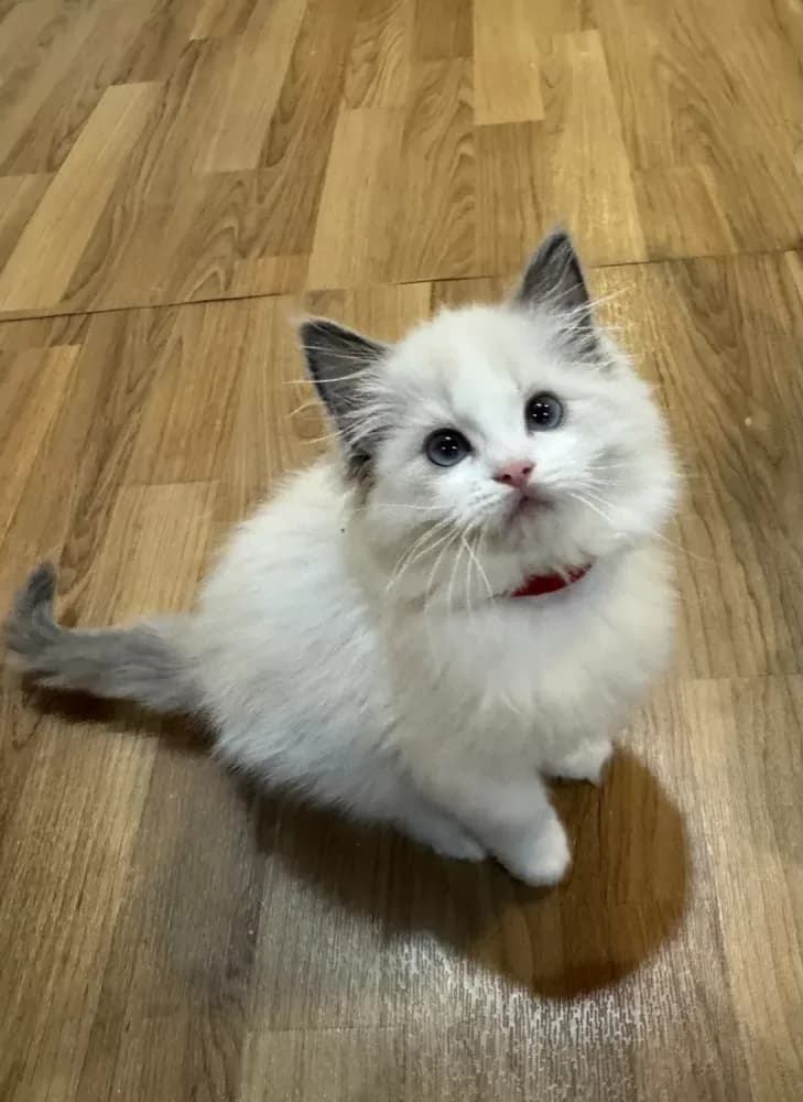 Buy Ragdoll Kitten in Rockville, MD | #649492 | PetzLover