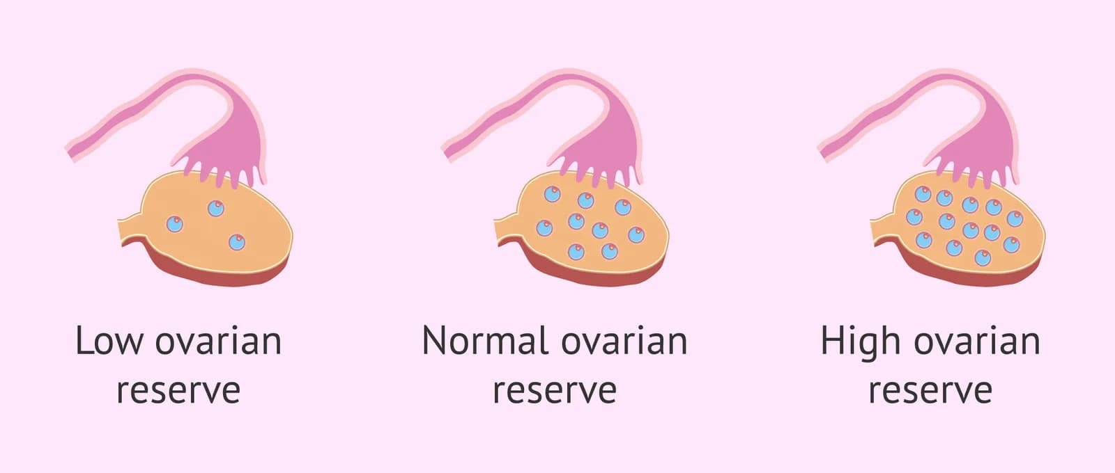 Ovarian Reserve Testing in Delhi | Personalized Fertility Care