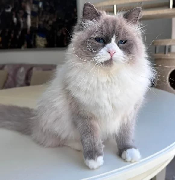 Meet REX! Siberian Kitten.   