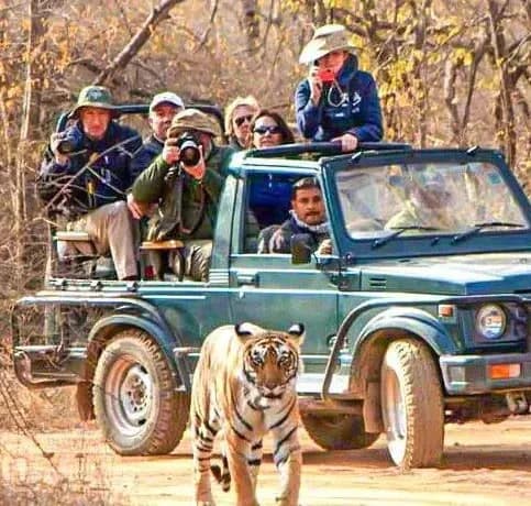What Makes the Bijrani Safari Zone So Popular Among Travelers?