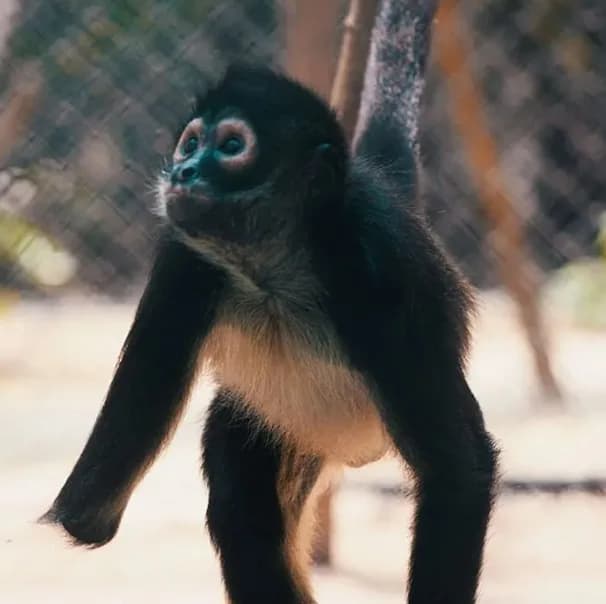 AMPERIO-Spider Monkey Baby