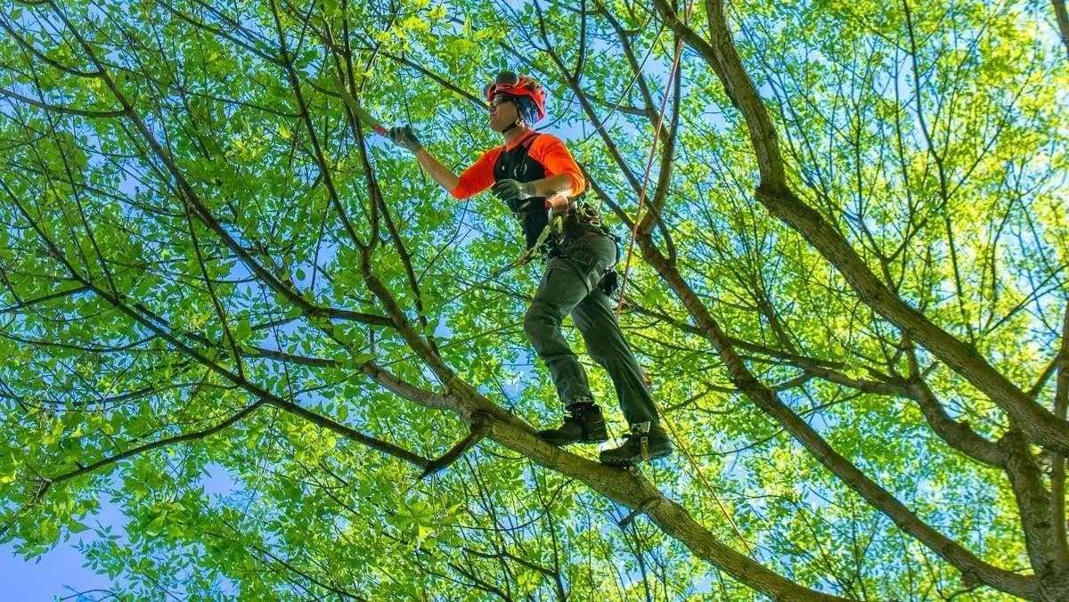 Springfield's Trusted Tree Trimmers | T&F Tree Service
