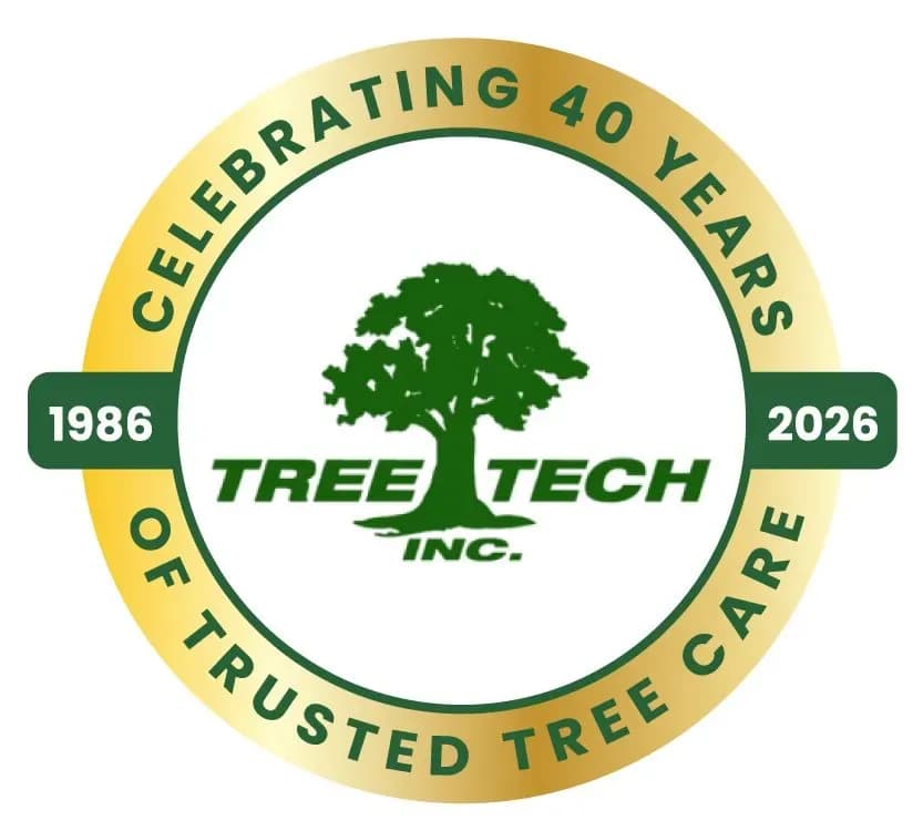 Tree Contractors Near Me: Plan Your Next Tree Trimming or Removal Project
