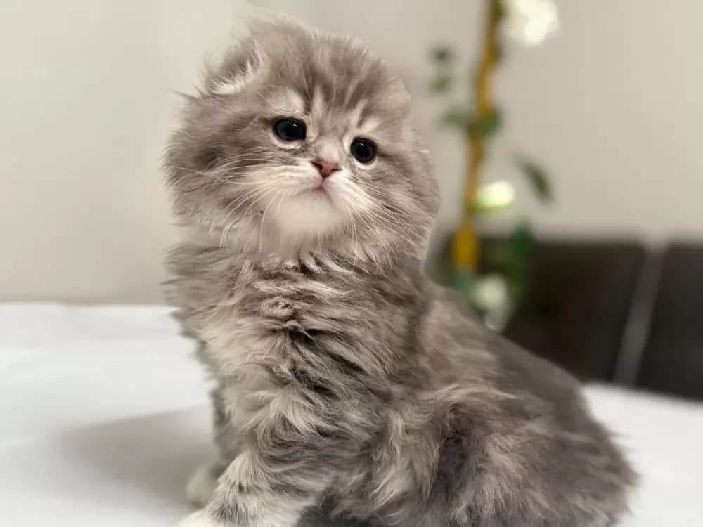 Buy Female Scottish Fold Kitten in Canton Township, OH | #668440