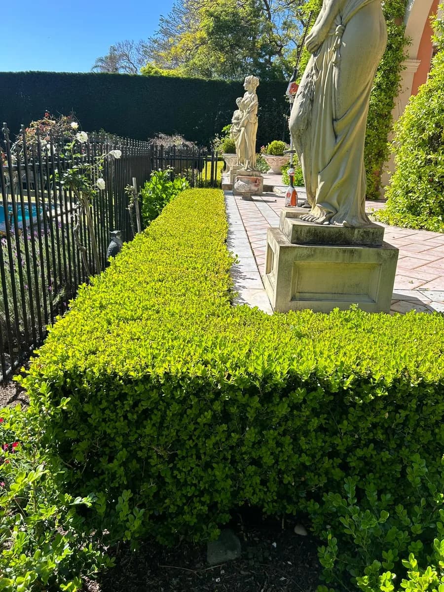 Tree Pruning in Sydney