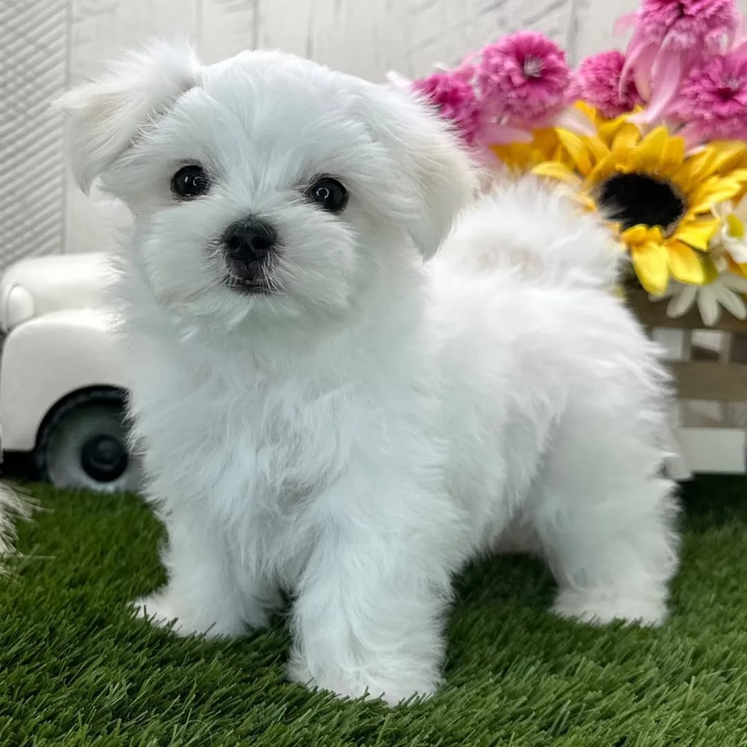 Beautiful Maltese Puppies – 1 Male & 1 Female Available
