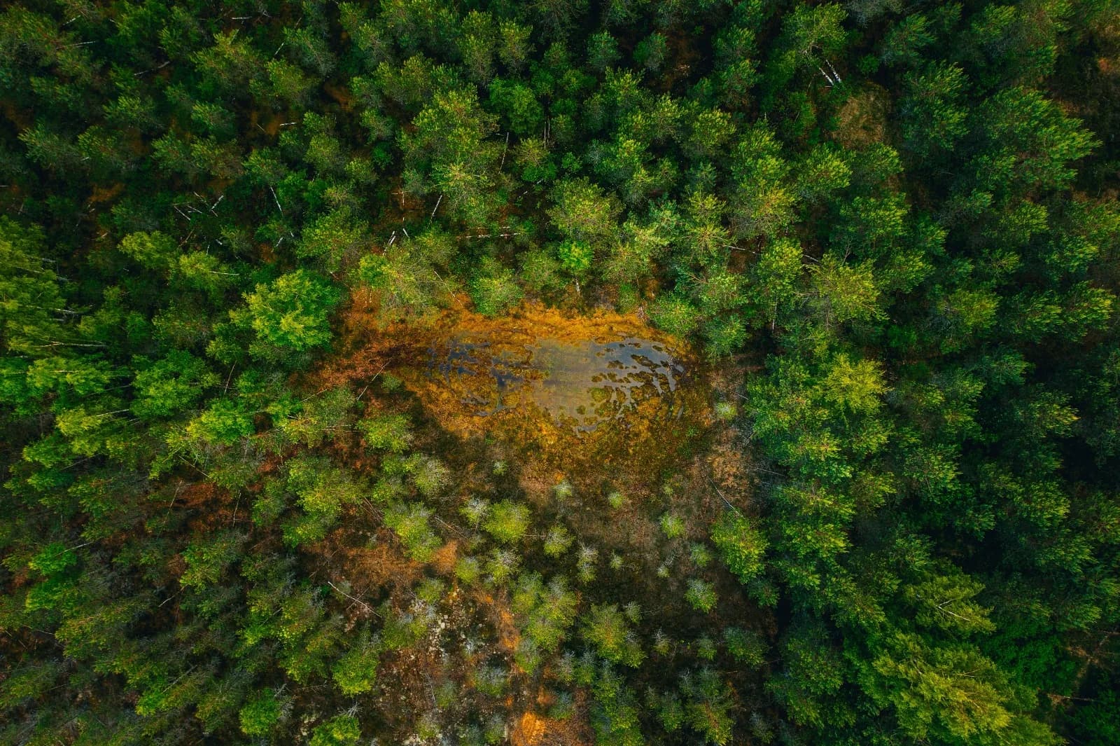 EU Deforestation Law Services Rajasthan