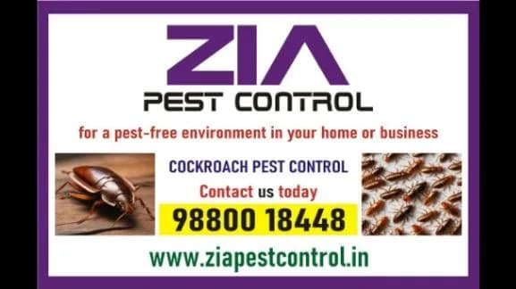 Cockroach Treatment | Professional and Effective service | Call Us Today | 690