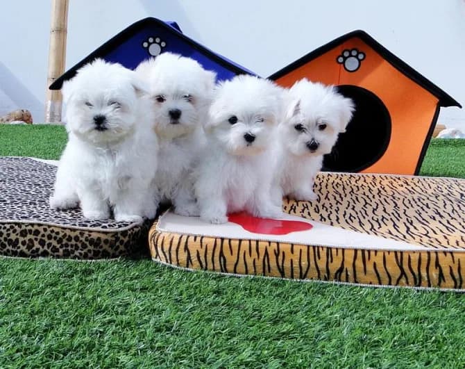 Awesome T-Cup Maltese Puppies Available