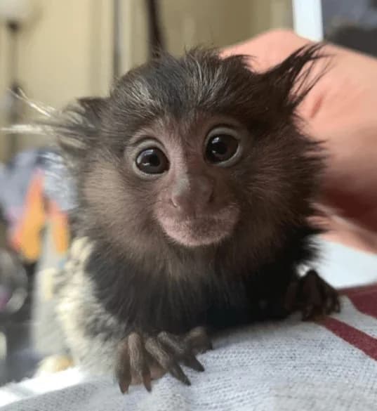 Adorable Male Pygmy Marmoset