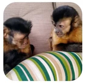  Java Macaque Monkeys For Sale