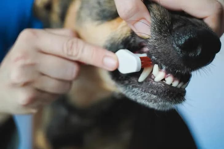Activated Charcoal for Dogs
