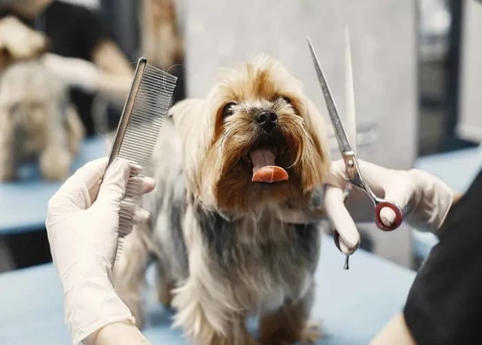 Gentle De-Matting for Sensitive Pets in Secunderabad