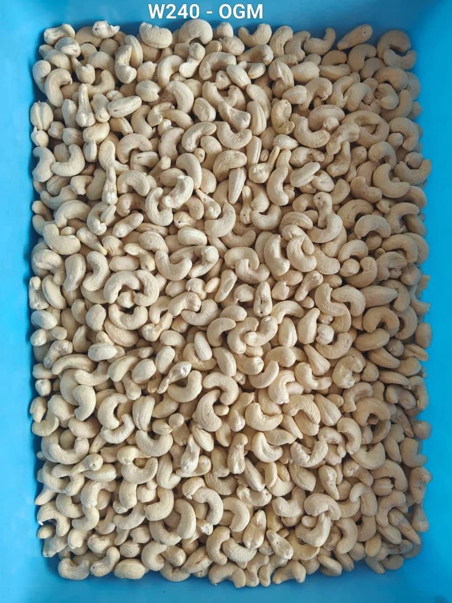 INDORE BHOPAL BEST CASHEW NUTS WHOLESALER SUPPLIER IN MADHYA PRADESH