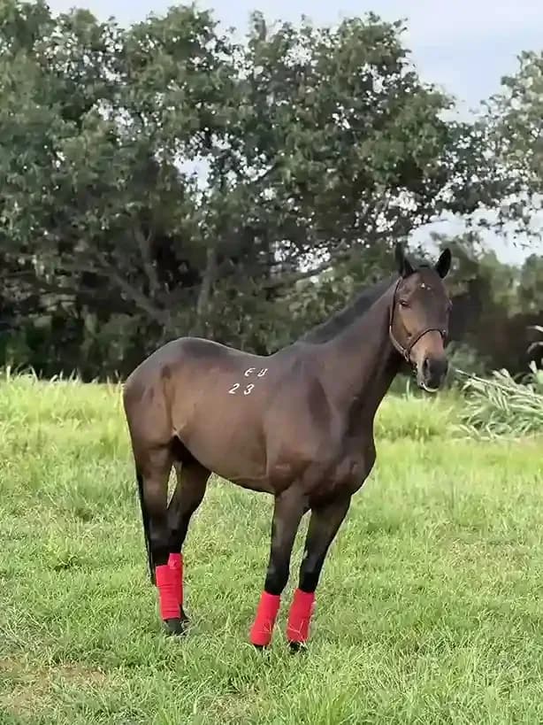 Horse Trail Riding Near Me
