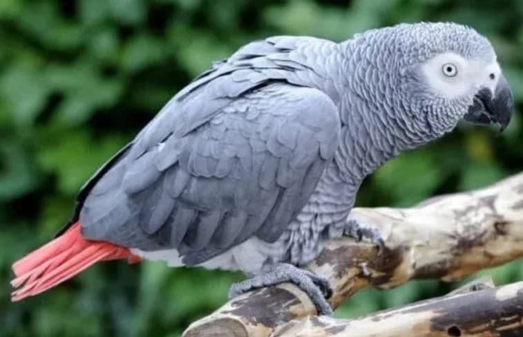 Coco African Grey Parrot for Sale
