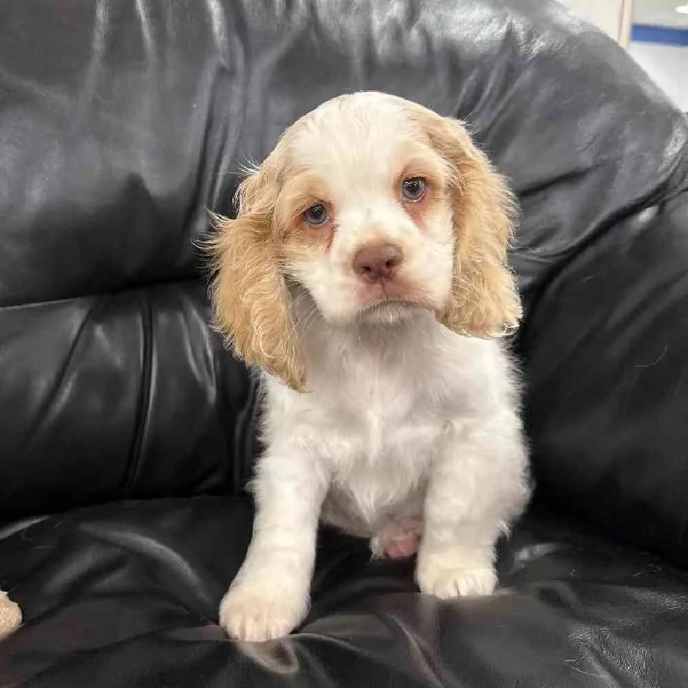 Adorable Cocker Spaniel Puppies for Sale – Loving Companions Await! 🐶❤️