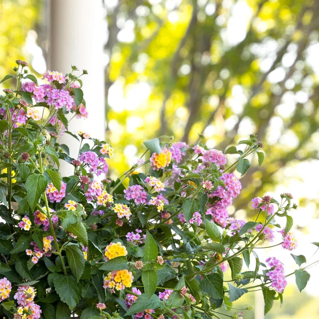 Mozelle Lantana – Colorful Flowering Plant for Sunny Gardens